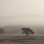 Soesterduinen .jpg